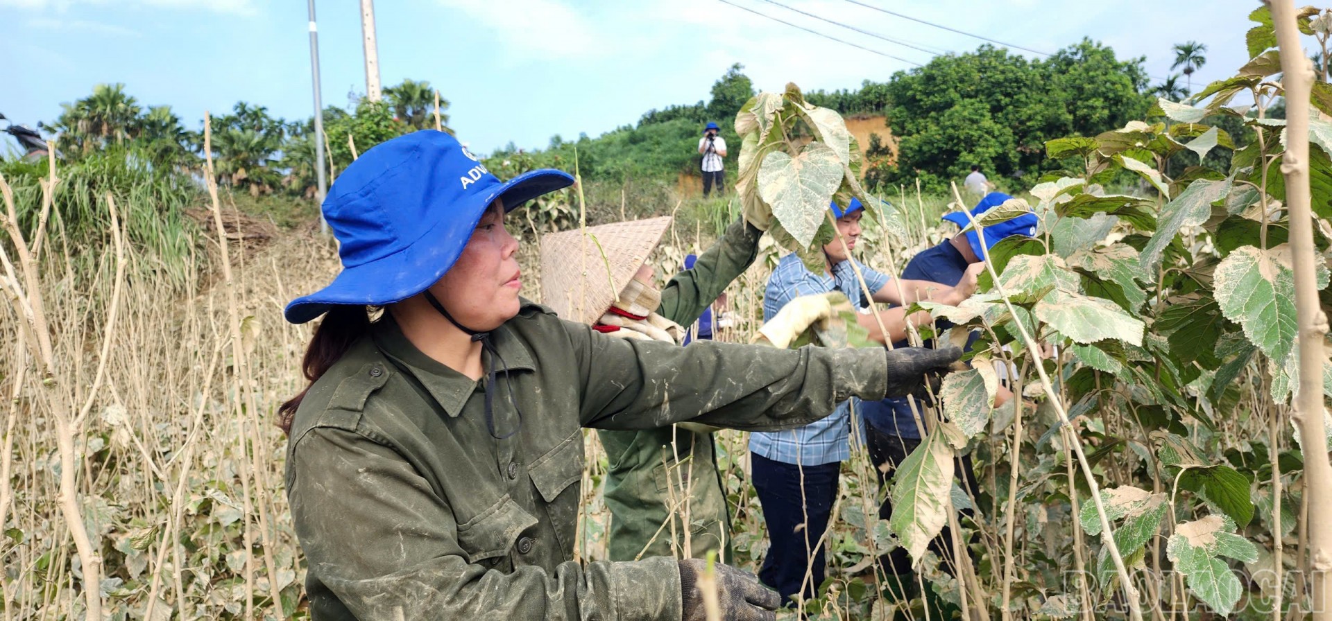 Cán bộ khuyến nông hướng dẫn người dân chăm sóc cây dâu tằm sau ngập. Cán bộ khuyến nông hướng dẫn người dân chăm sóc cây dâu tằm sau ngập.