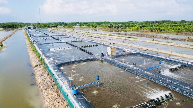 Các vùng nuôi trồng thủy sản đẩy mạnh ứng dụng công nghệ cao. Các vùng nuôi trồng thủy sản đẩy mạnh ứng dụng công nghệ cao.