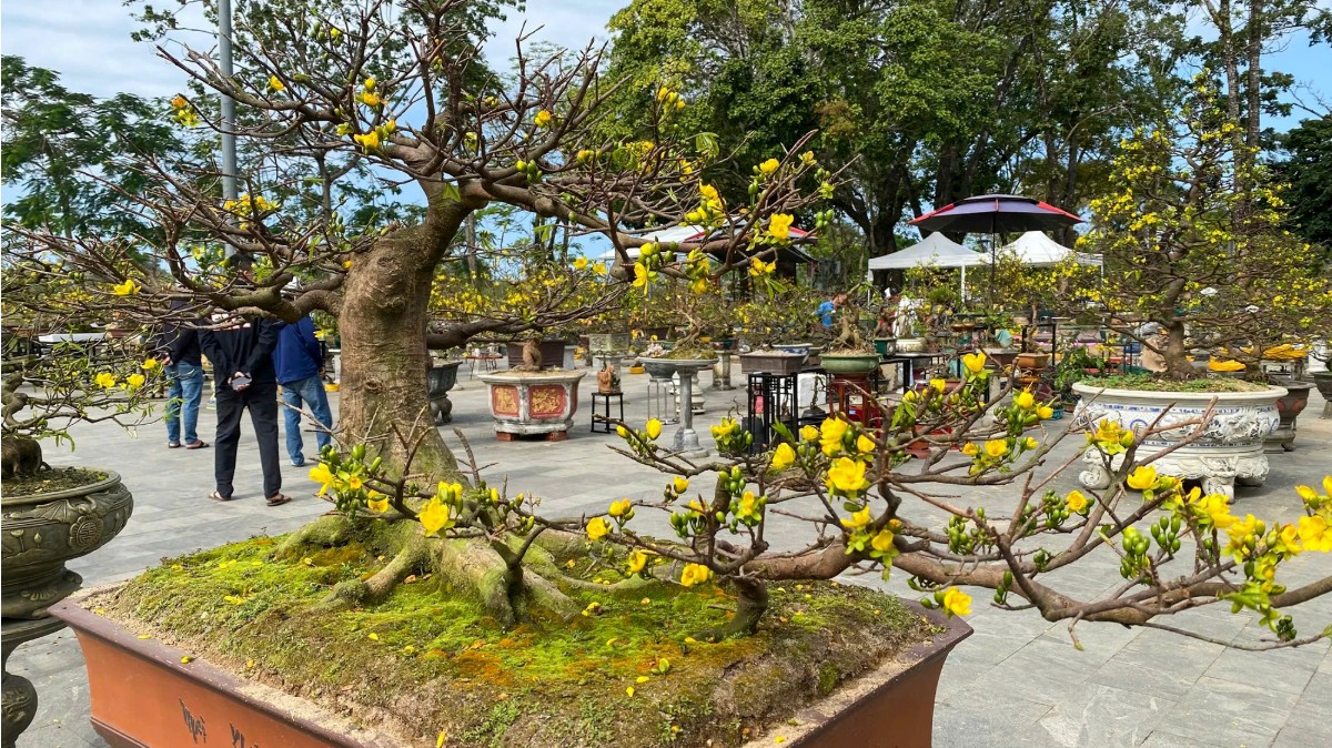 Hoàng mai cổ thụ khoe dáng bên sông Hương