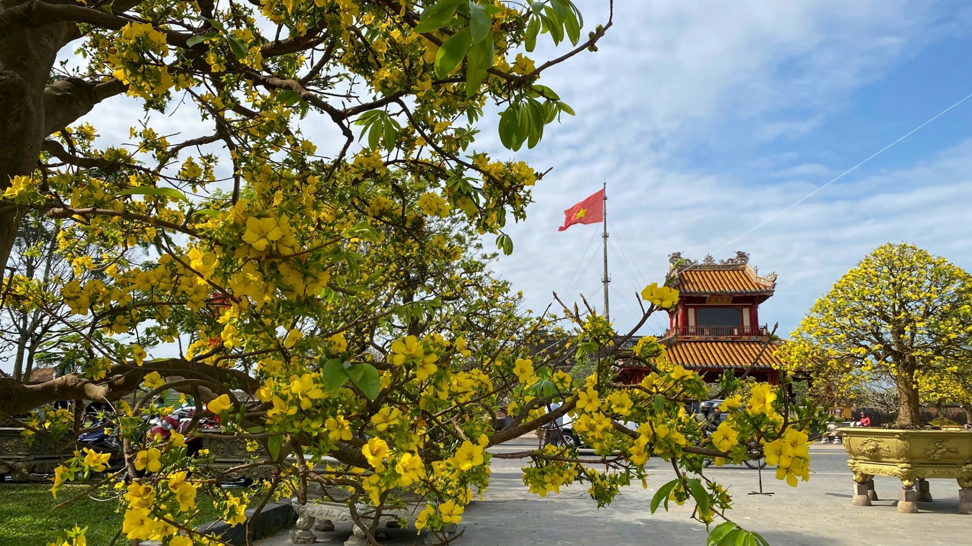 Hoàng mai cổ thụ khoe dáng bên sông Hương