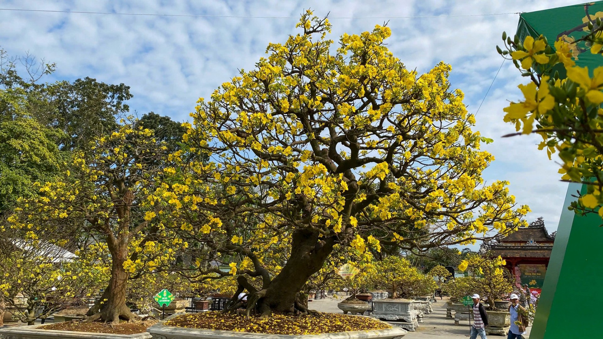 Hoàng mai cổ thụ khoe dáng bên sông Hương