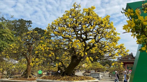 hoang mai co thu khoe dang ben song huong