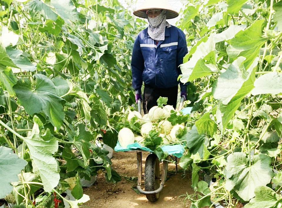 Trồng dưa trong nhà lưới đem lại hiệu quả kinh tế cao tại phường Nùng Trí Cao. Trồng dưa trong nhà lưới đem lại hiệu quả kinh tế cao tại phường Nùng Trí Cao.