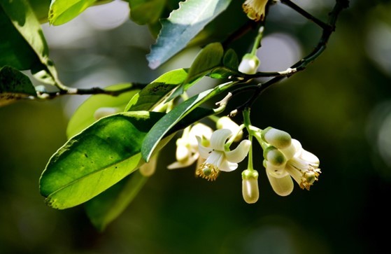 BƯỞI DA XANH TÂN HIỆP – HỚN QUẢN: GIỮ MÀU MẬT NGỌT TRÊN VÙNG ĐẤT ĐỎ