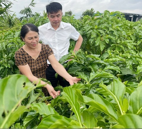 trai nhau mo huong phat trien ocop tren vung dong chiem bac ninh