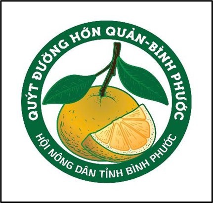 QUÝT ĐƯỜNG HỚN QUẢN: CHUẨN HÓA SẢN XUẤT, NÂNG TẦM THƯƠNG HIỆU