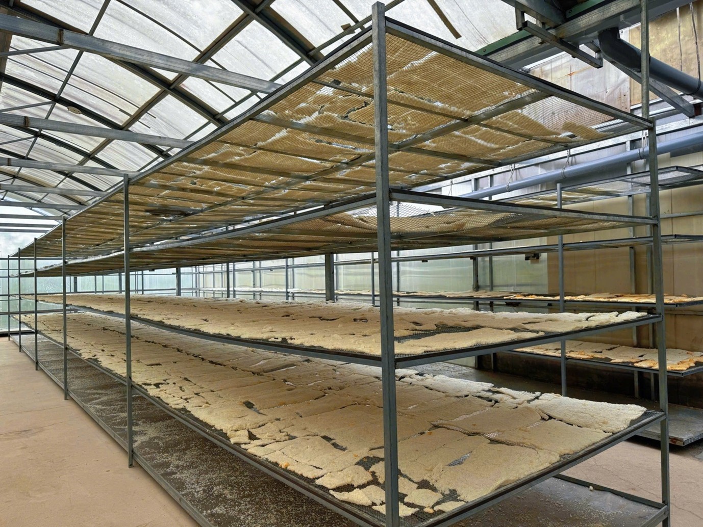 Những mẻ cơm sấy được phơi trong hệ thống nhà kính, tận dụng ánh nắng tự nhiên của vùng cao nguyên. Những mẻ cơm sấy được phơi trong hệ thống nhà kính, tận dụng ánh nắng tự nhiên của vùng cao nguyên.