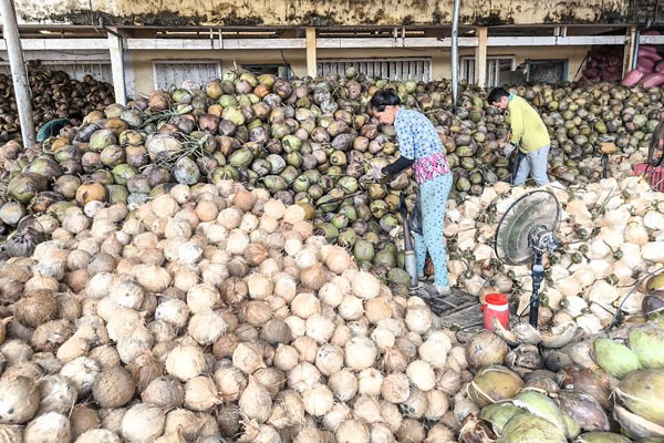 Sơ chế dừa nguyên liệu tại HTX Nông nghiệp Định Thủy (xã Đồng Khởi).