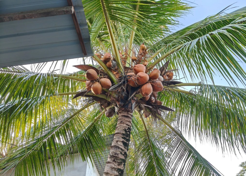 Ngành dừa phát triển khẳng định vị thế nơi “thủ phủ dừa”