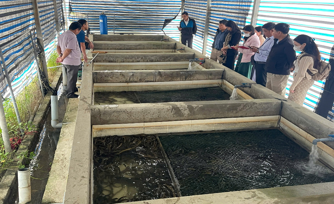 Hiệu quả từ mô hình nuôi lươn không bùn giữa đô thị Nghệ An