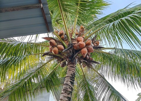 nganh dua phat trien khang dinh vi the noi thu phu dua