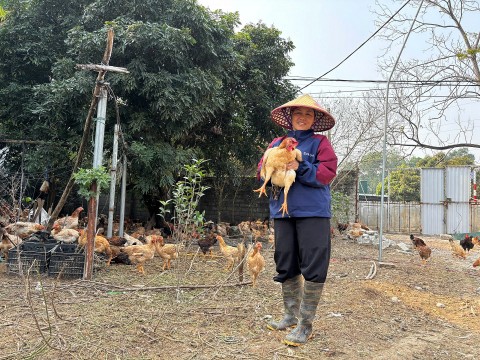 mo hinh chan nuoi ga tha vuon o xa doai phuong