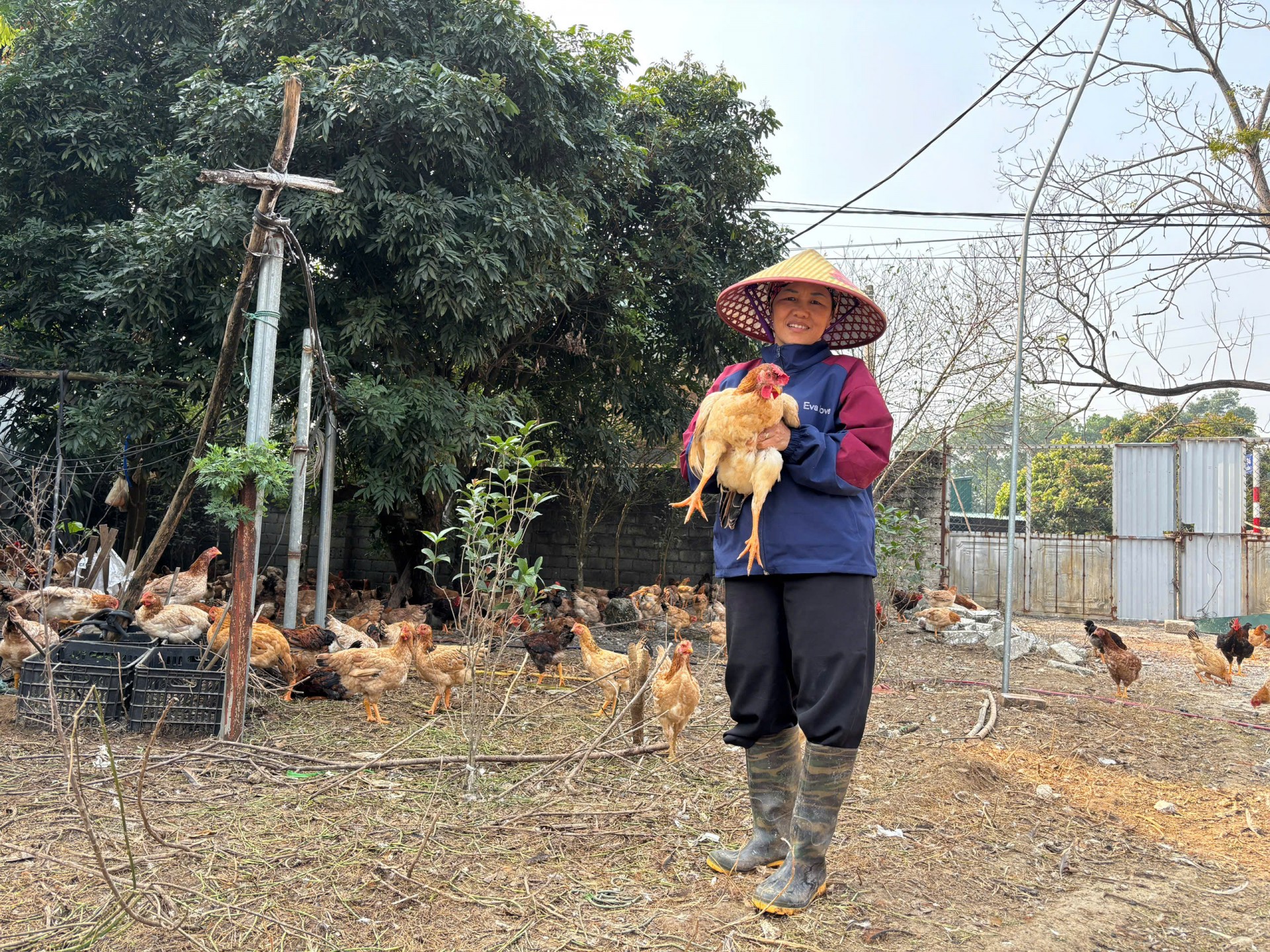 Mô hình chăn nuôi gà thả vườn ở xã Đoài Phương Mô hình chăn nuôi gà thả vườn ở xã Đoài Phương