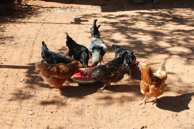 Mô hình chăn nuôi gà thả vườn ở xã Đoài Phương Mô hình chăn nuôi gà thả vườn ở xã Đoài Phương