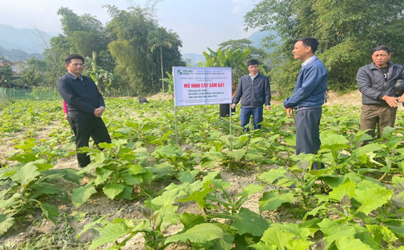 Phát triển cây dược liệu mở hướng sinh kế bền vững cho hộ nghèo miền núi Phát triển cây dược liệu mở hướng sinh kế bền vững cho hộ nghèo miền núi