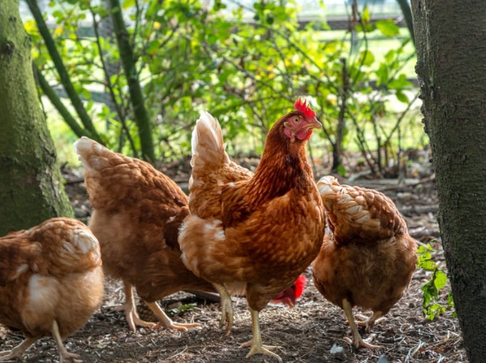 Lương Bằng phát triển kinh tế trang trại, gia trại theo hướng hàng hóa bền vững