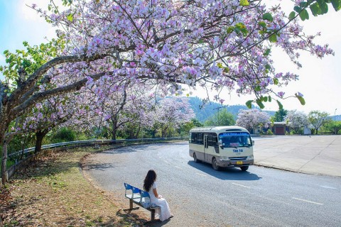 dien bien san sang cho le hoi hoa ban 2026