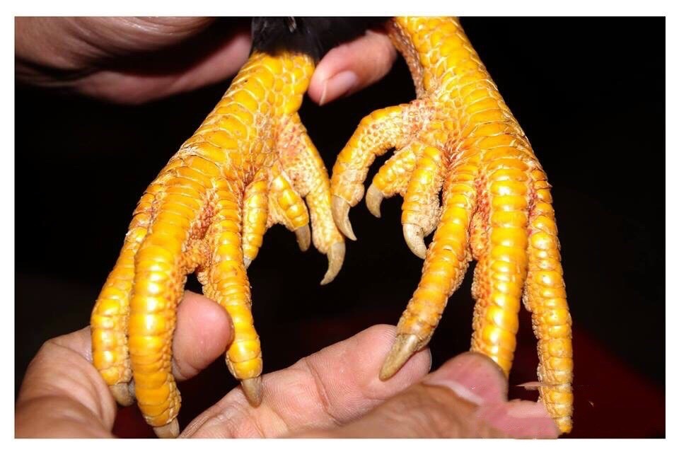 Dự án nâng cao giá trị gà nhiều cựa Tân Sơn