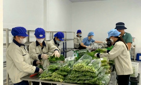 rau van duc hanh trinh nong nghiep xanh giua long ha noi