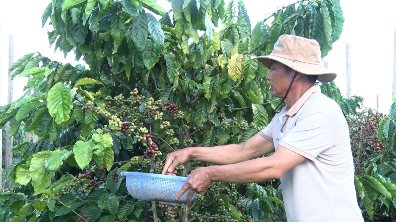 Nâng tầm giá trị cà phê từ canh tác theo hướng hữu cơ