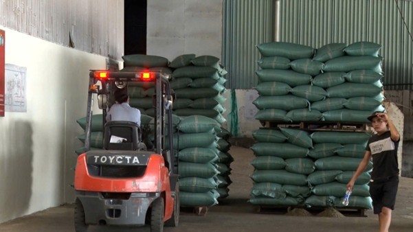 Ngoài hỗ trợ kỹ thuật Công ty cổ phần Tiến Thành Đạt còn thu mua cà phê cho bà con nông dân khi liên kết cùng công ty với mức giá cao hơn thị trường.