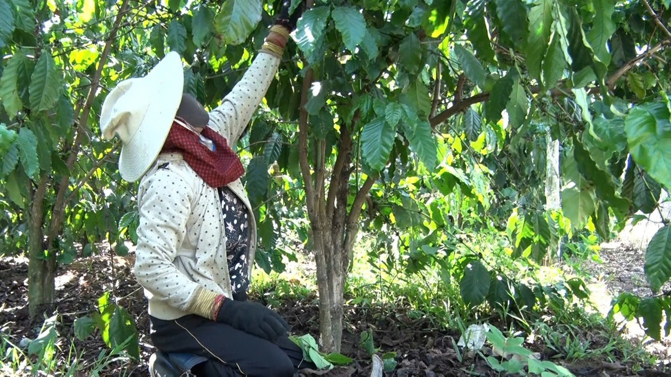 Gia Lai sẽ ưu tiên đẩy mạnh tái canh các vườn cà phê già cỗi.