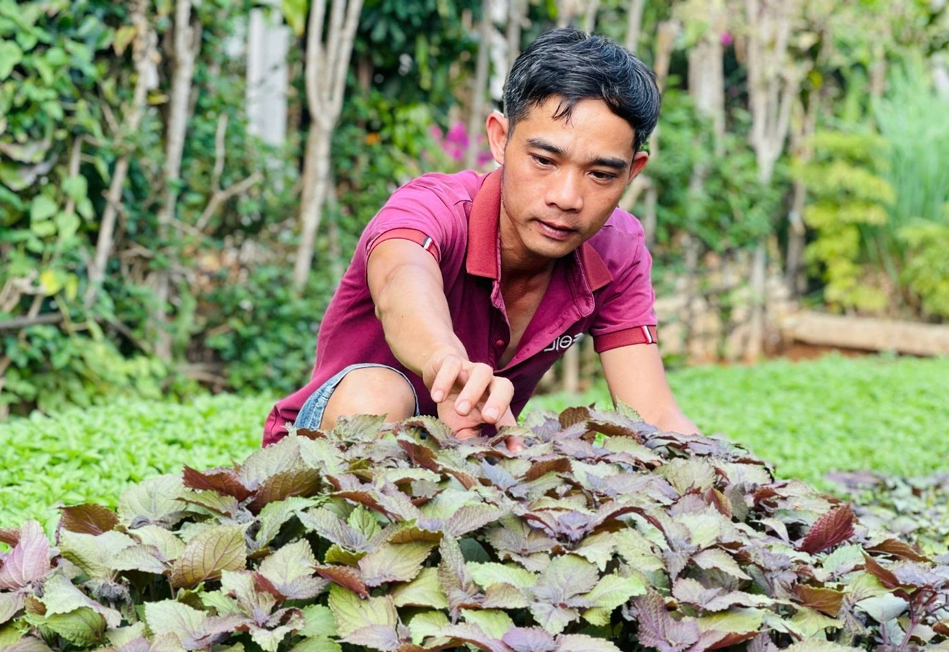 Tía tô quê nhà thành trà OCOP