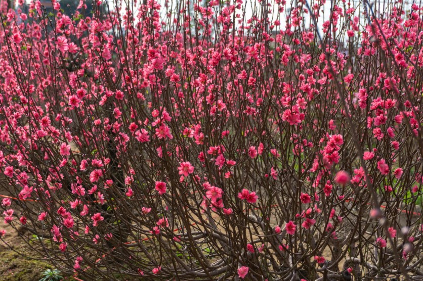 Nhộn nhịp mùa xuống giống hoa, cây cảnh sau Tết