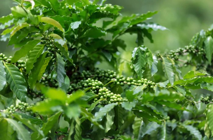 Cà phê Sơn La vào vụ chăm sóc mới