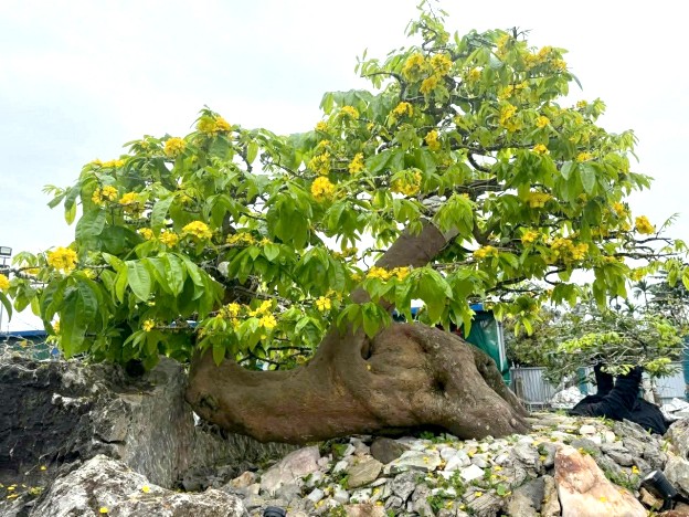Nghệ nhân Hoàng Phương Huy và hành trình phát triển mai vàng Yên Tử tại Hải Phòng