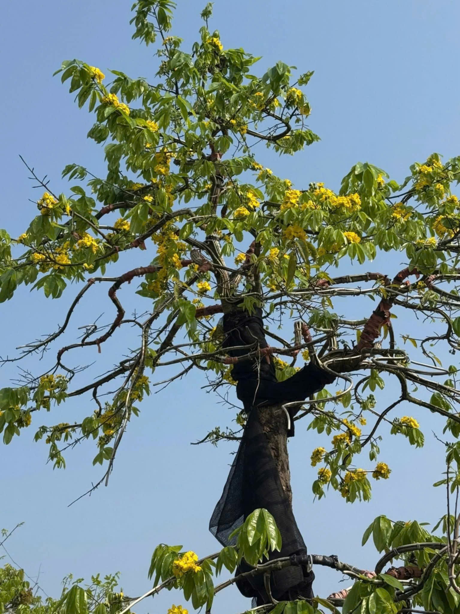 Nghệ nhân Hoàng Phương Huy và hành trình phát triển mai vàng Yên Tử tại Hải Phòng