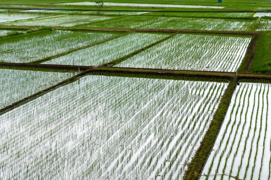 Mô hình khởi nghiệp nông nghiệp tuần hoàn trồng chà là