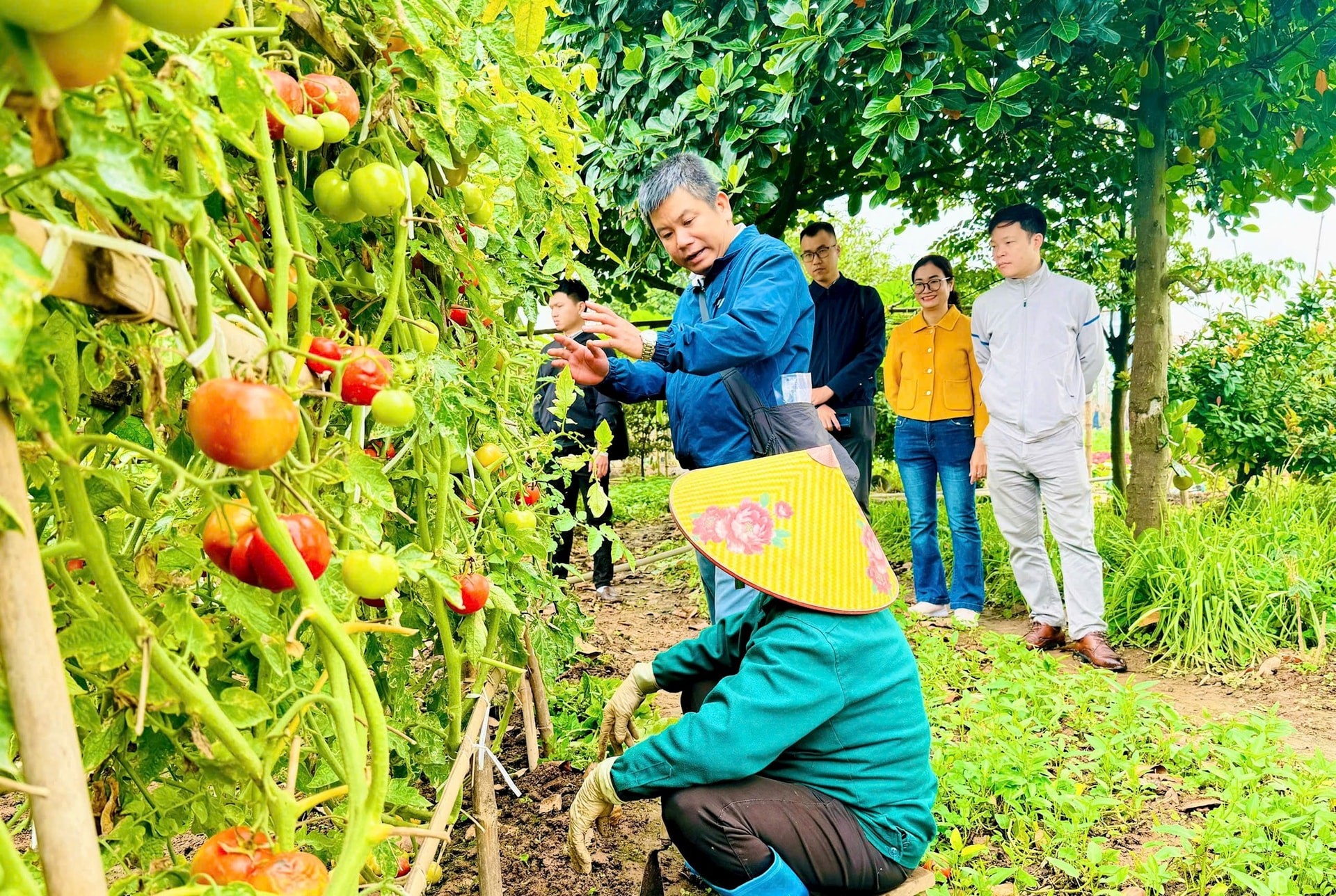 Nam Phù phát triển vùng rau an toàn gắn với bảo vệ môi trường