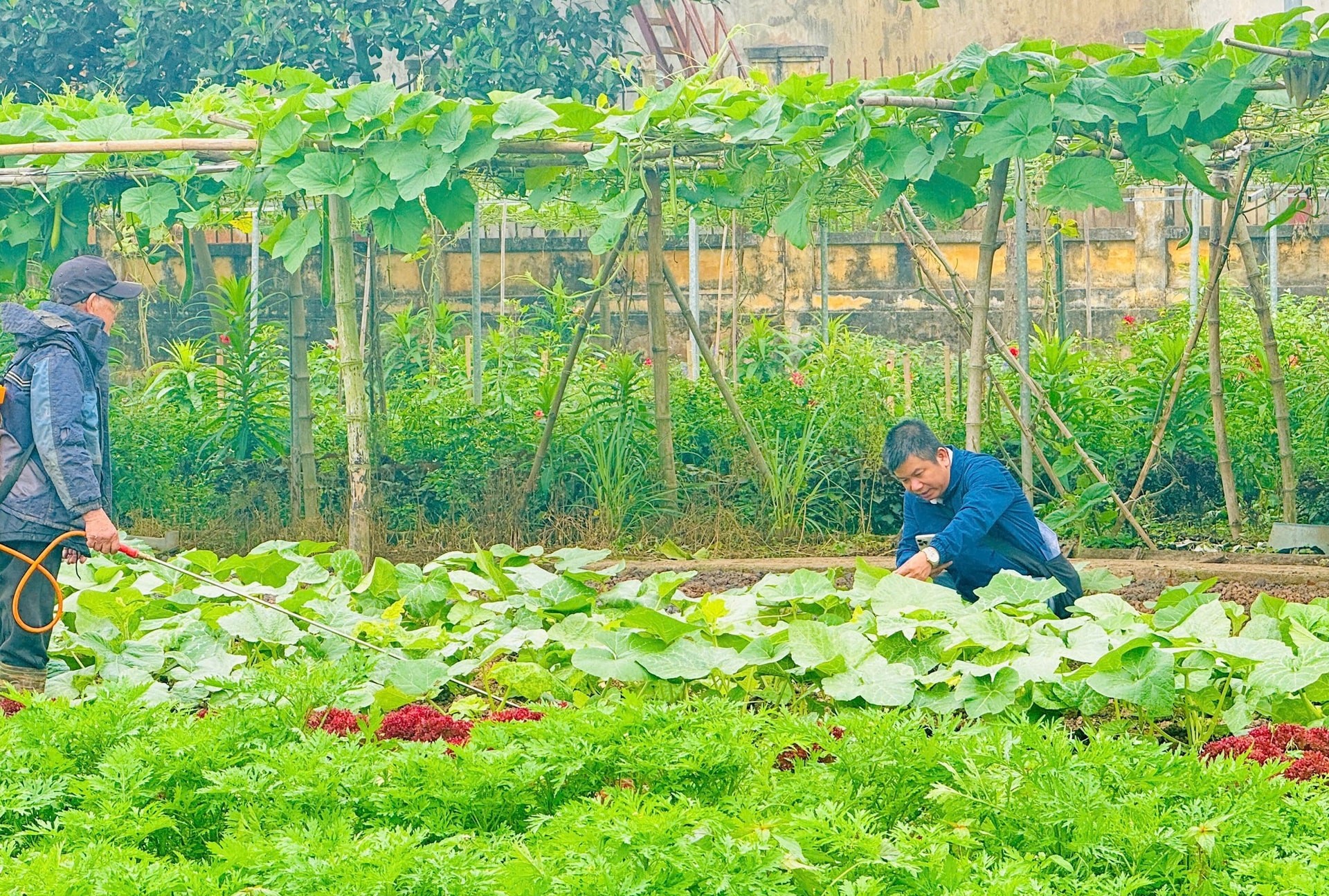 Nam Phù phát triển vùng rau an toàn gắn với bảo vệ môi trường