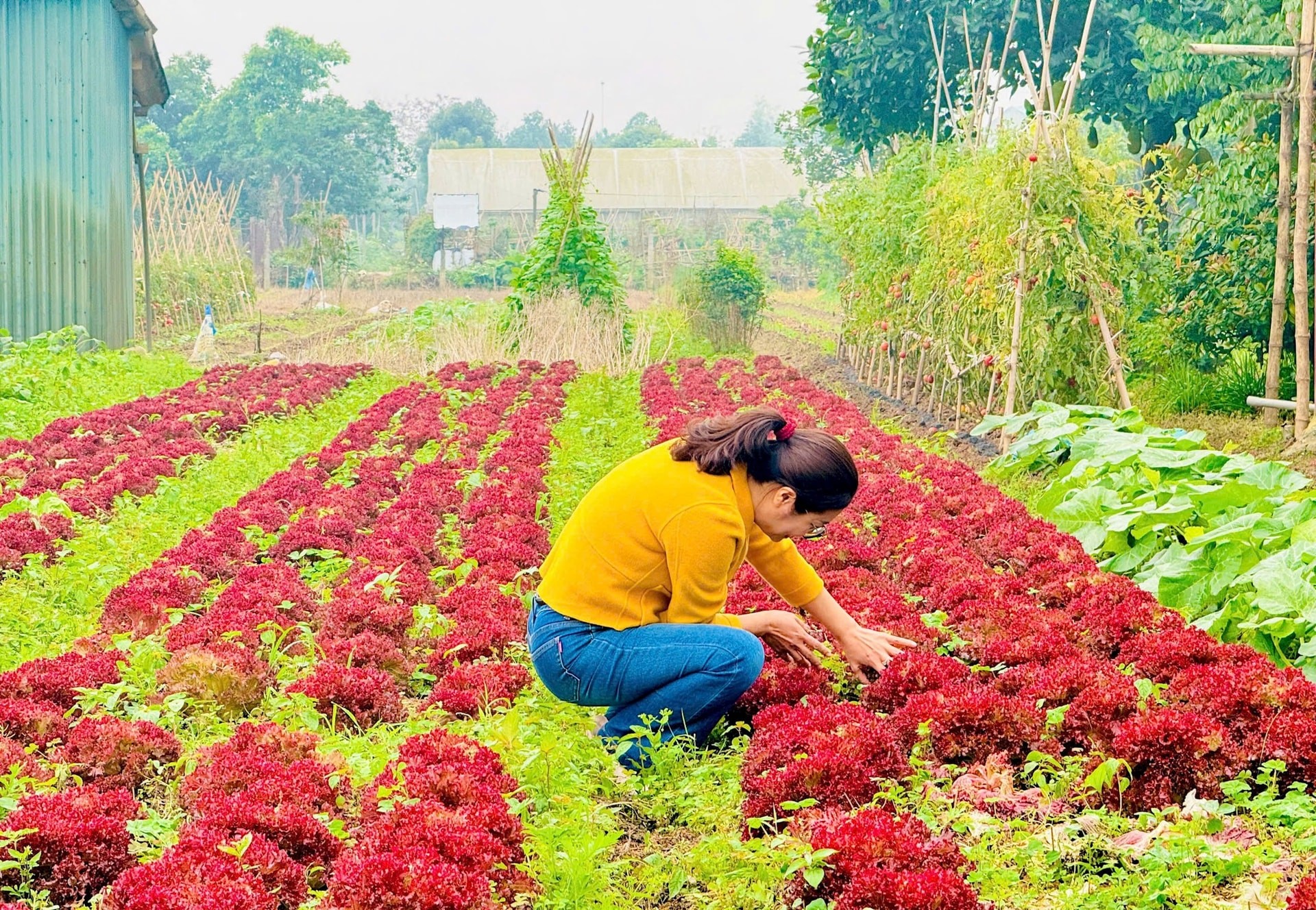 Nam Phù phát triển vùng rau an toàn gắn với bảo vệ môi trường