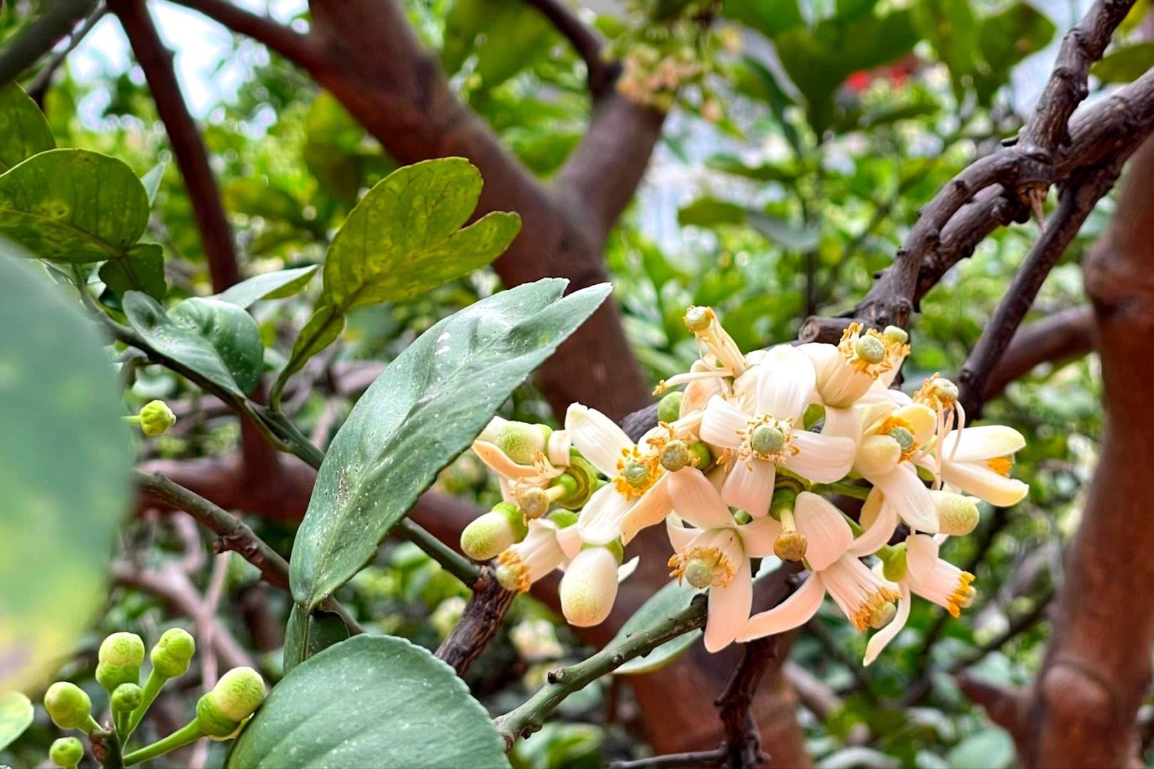 Nghệ thuật thụ phấn nhân tạo giúp bưởi Diễn bội thu