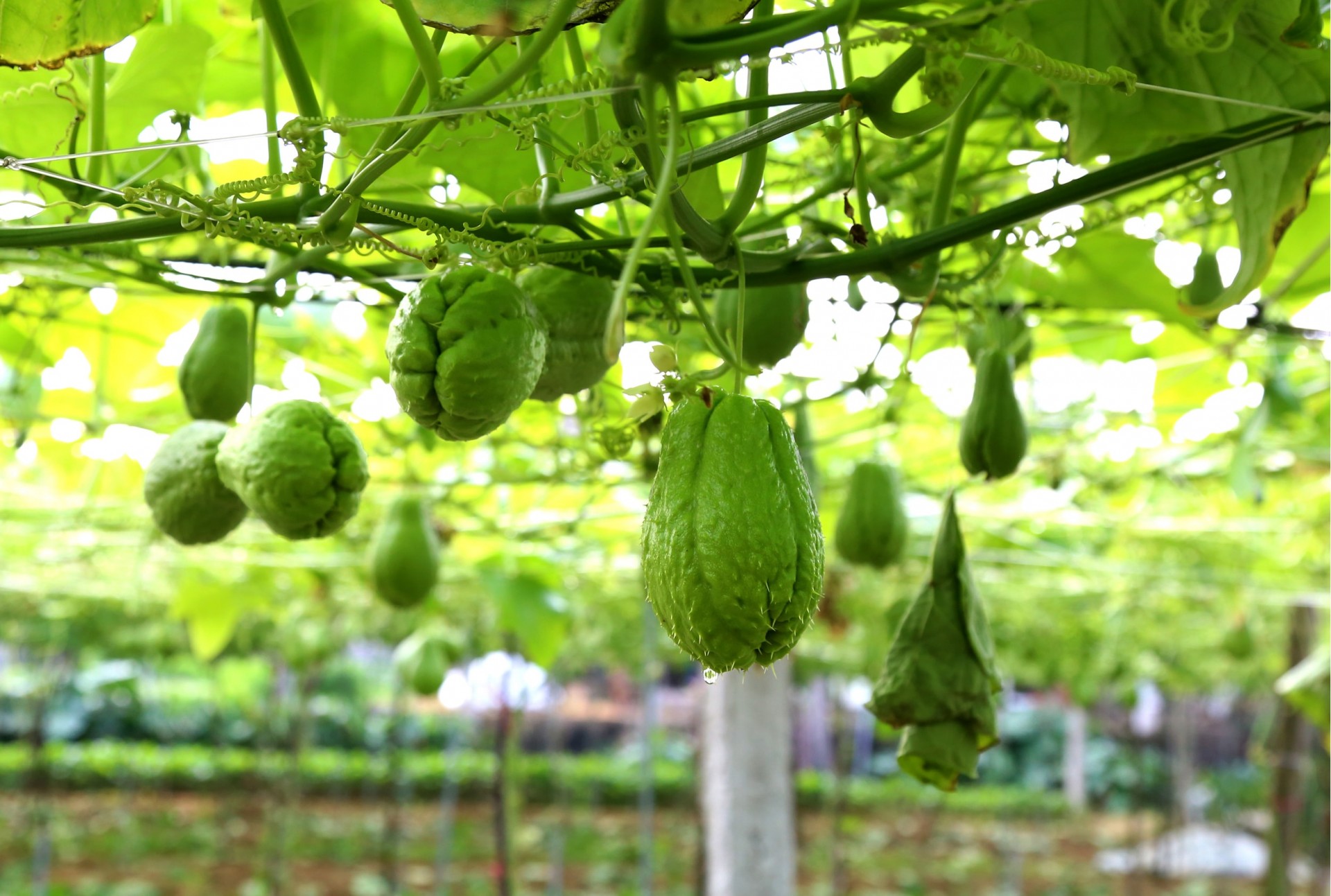 Su su trồng ở phường Quỳnh Mai cho năng suất cao, 200 tấn/ha. Ảnh: Xuân Hoàng