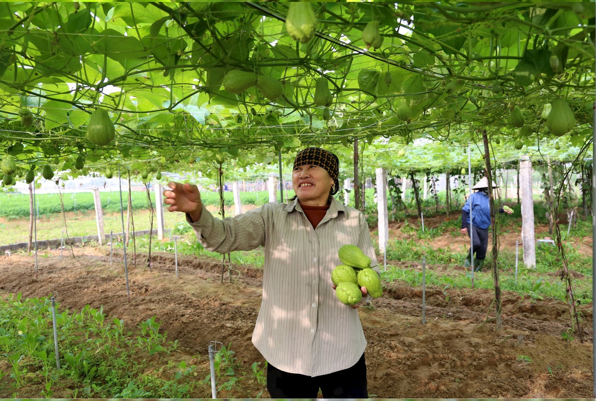 Bà Nguyễn Thị Thư thu hái su su. Ảnh: Xuân Hoàng