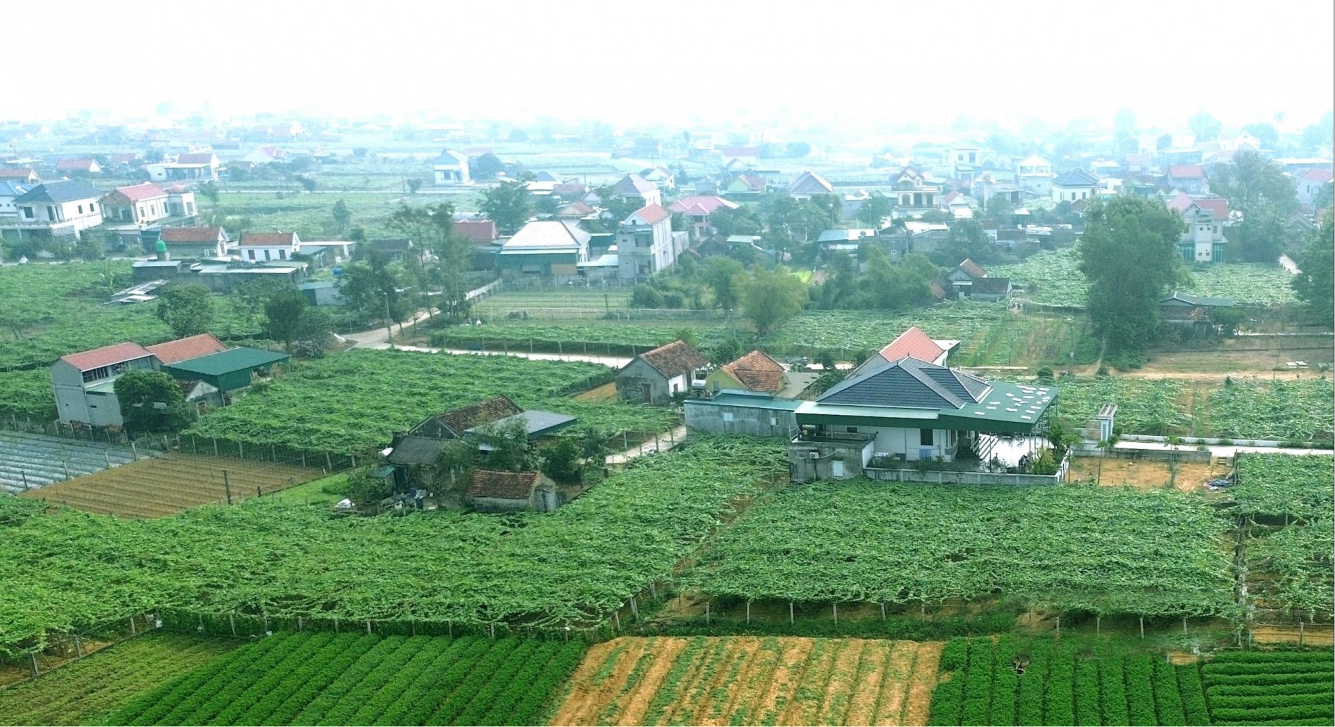 Vùng trồng su su của phường Quỳnh Mai. Ảnh: Xuân Hoàng