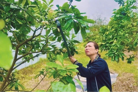 nghe thuat thu phan nhan tao giup buoi dien boi thu