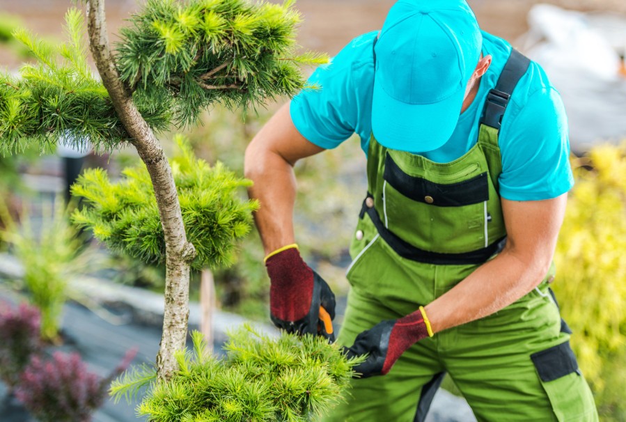 Làng sinh vật cảnh Gò Móc vươn mình thành “thủ phủ” cây cảnh