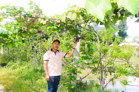 tu ao ca nho hieu qua den diem den xanh giua long que