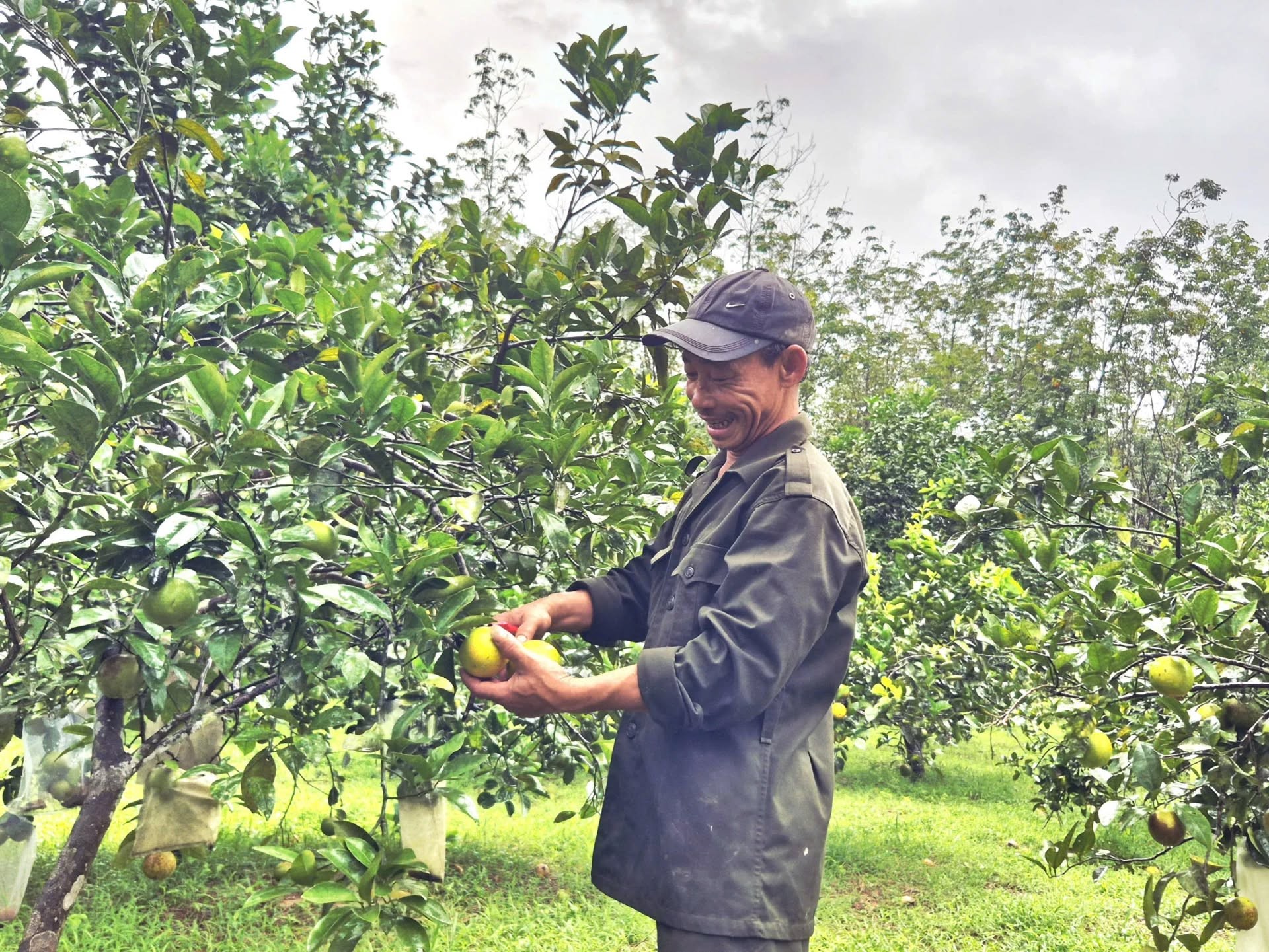 Mô hình trồng cam mang lại hiệu quả kinh tế cao tại xã Triệu Phong