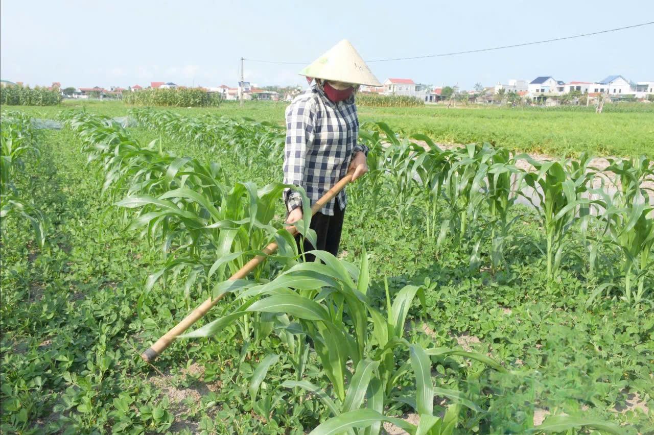 So với các loại cây màu khác trên cùng diện tích đất tại Quỳnh Phú, ngô ngọt cho hiệu quả kinh tế cao hơn, đầu ra ổn định. Bên cạnh đó, phụ phẩm sau thu hoạch còn được tận dụng làm thức ăn chăn nuôi, góp phần nâng cao giá trị sản xuất. So với các loại cây màu khác trên cùng diện tích đất tại Quỳnh Phú, ngô ngọt cho hiệu quả kinh tế cao hơn, đầu ra ổn định. Bên cạnh đó, phụ phẩm sau thu hoạch còn được tận dụng làm thức ăn chăn nuôi, góp phần nâng cao giá trị sản xuất.