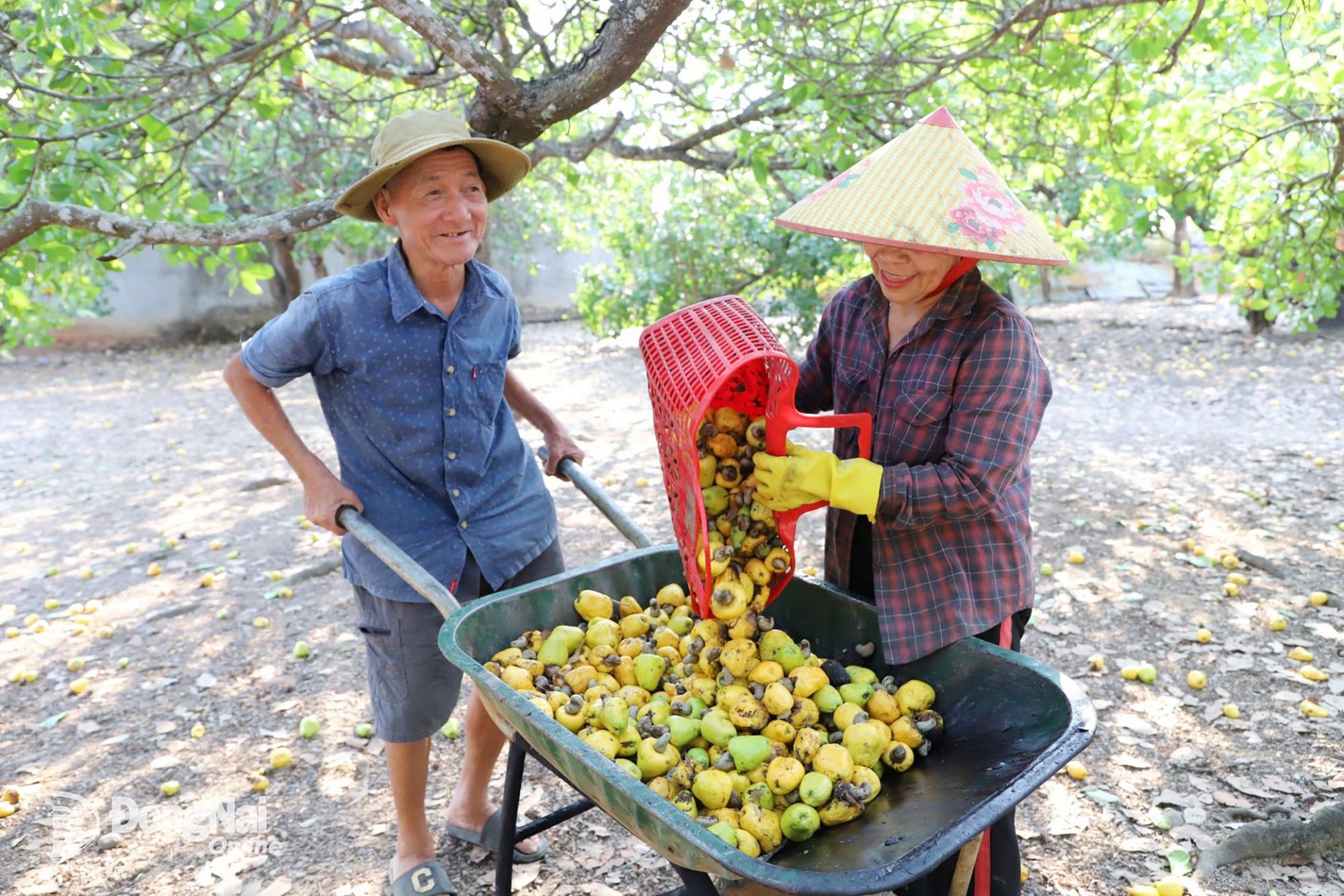 Nông dân phường Bình Phước thu hoạch trái điều tươi bán cho cơ sở chế biến tại địa phương. Ảnh: B.Nguyên