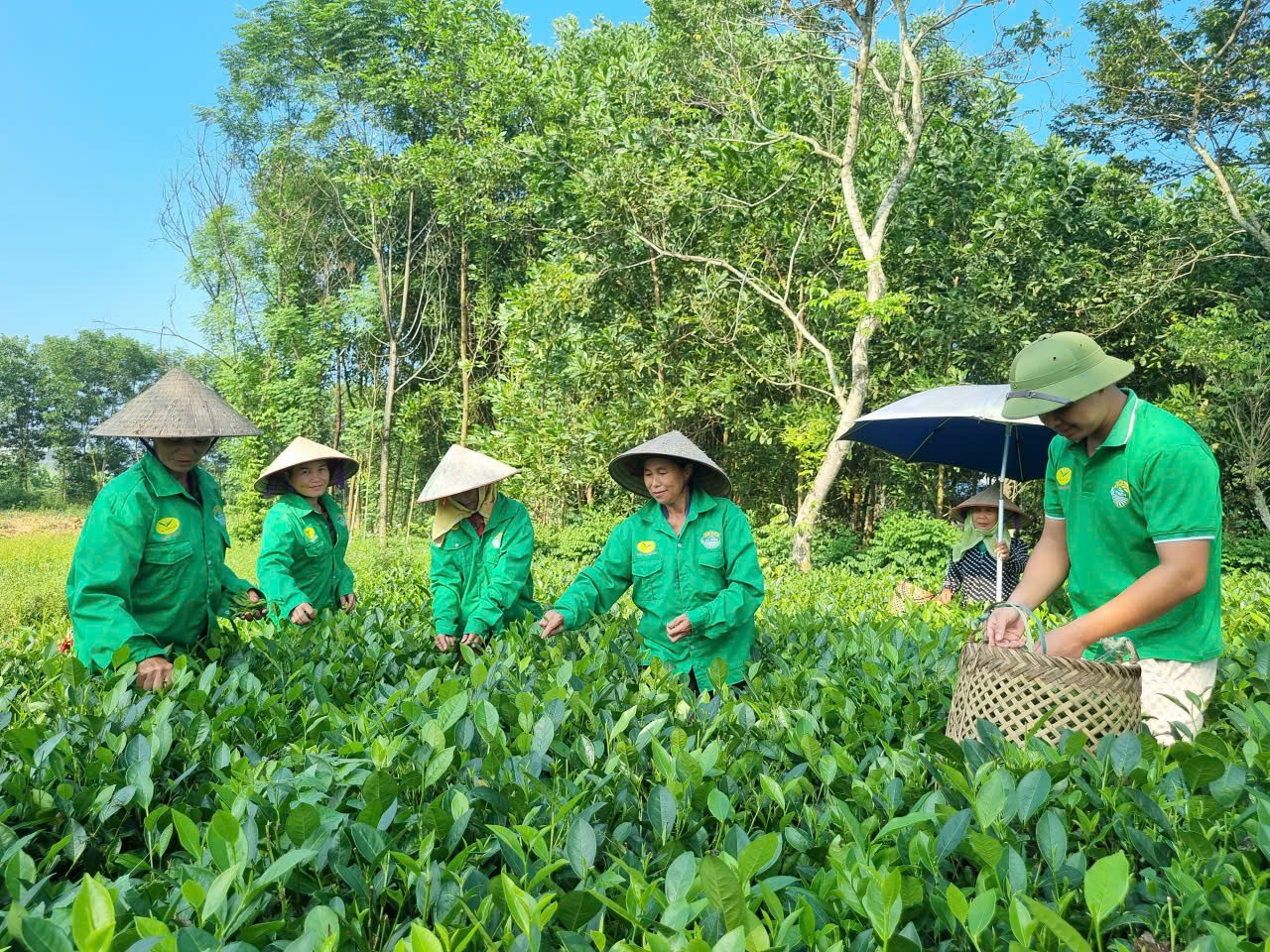 HTX nông sản Phú Lương đã mở rộng vùng nguyên liệu lên hơn 16ha, liên kết với nhiều hộ dân, tạo việc làm ổn định tại địa phương.