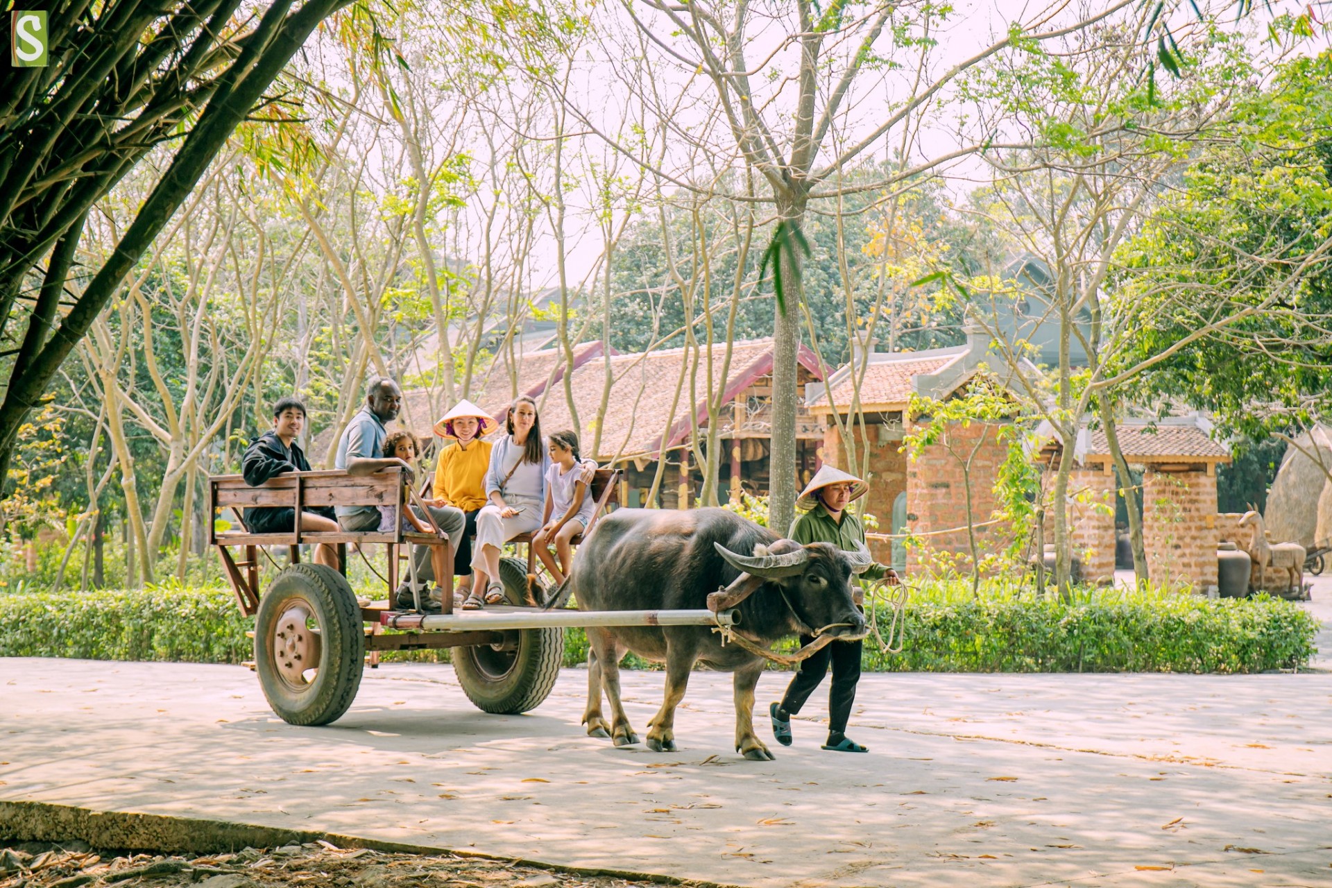 Xe trâu - một phương tiện mộc mạc của làng quê Việt trở thành trải nghiệm độc đáo với du khách quốc tế.