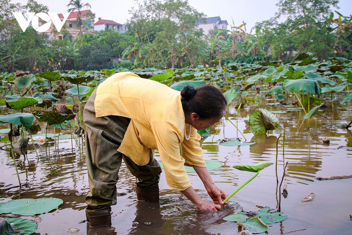 to sen nang tam san pham lang nghe det lua phung xa hinh anh 6