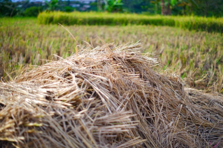 Nghề biến rơm rạ thành nguồn thu nhập tốt