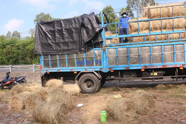 Nghề biến rơm rạ thành nguồn thu nhập tốt